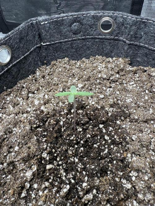 Purple Lemonade Autoflower. Week 0