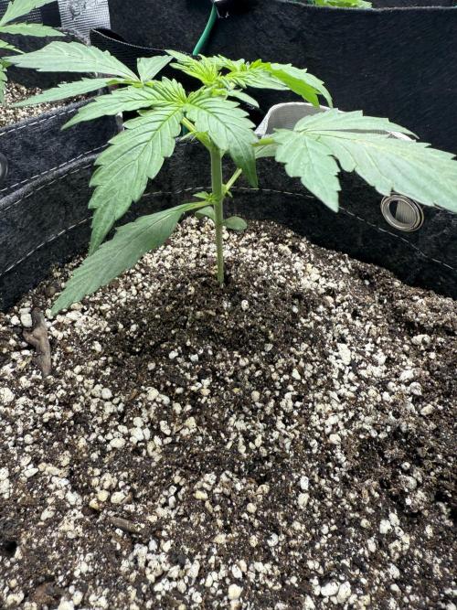 Purple Lemonade Autoflower. Week 2 - Lemony.  She’s badass. I’m going to experiment with topping. Such rigor. 