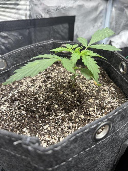 Purple Lemonade Autoflower. Week 2 - Purps. Slow & steady. I hope lol. But you can see there is a difference in size.