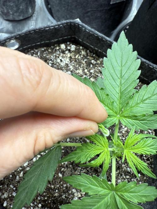 Purple Lemonade Autoflower. Week 3 - I did it. Omg. 