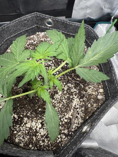 Purple Lemonade Autoflower. Week 3