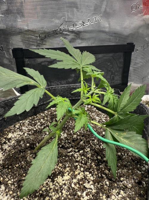 Purple Lemonade Autoflower. Week 4