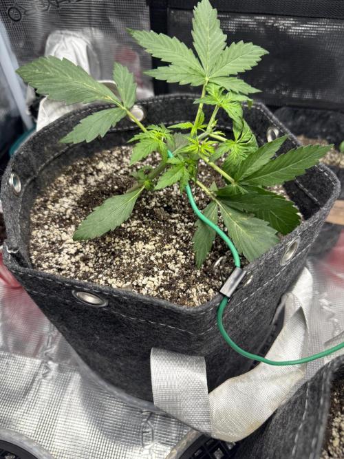 Purple Lemonade Autoflower. Week 4 - Previously Topped aka Lemony