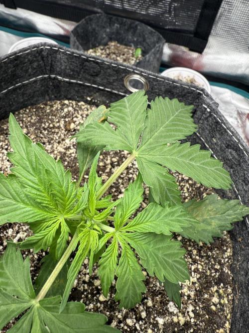 Purple Lemonade Autoflower. Week 4 - Untopped aka Purps 