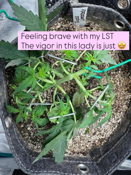 Purple Lemonade Autoflower. Week 5