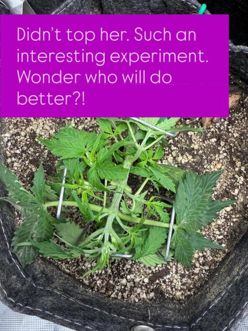 Purple Lemonade Autoflower. Week 5