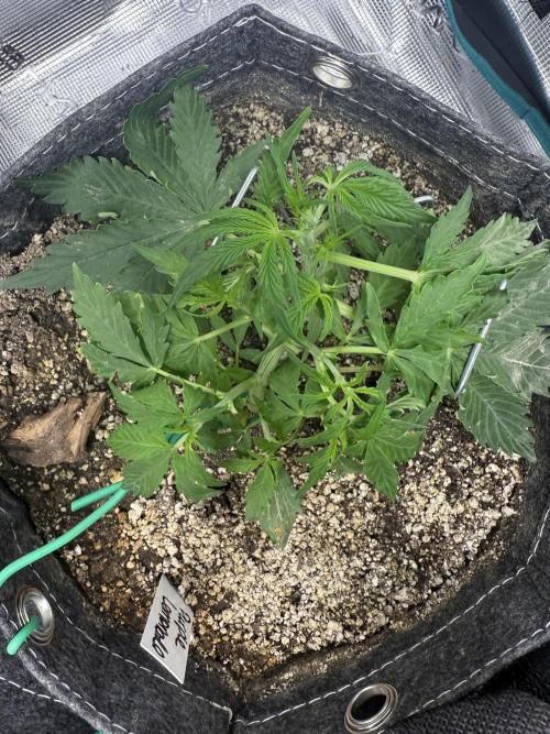 Purple Lemonade Autoflower. Week 5 - There are a few pistils showing, pre flower is here. 