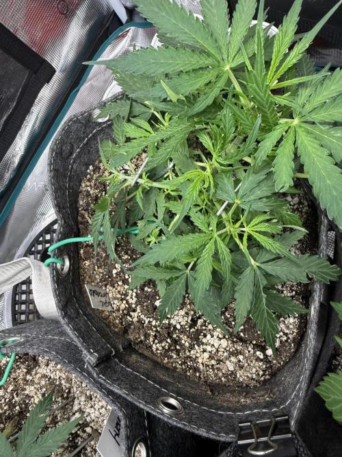 Purple Lemonade Autoflower. Week 6 - Not topped - LST only 