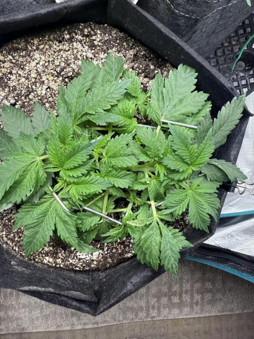 Blue Truffle Photo. Week 6 - Before readjusting the manifold ties & leaf tucking. 