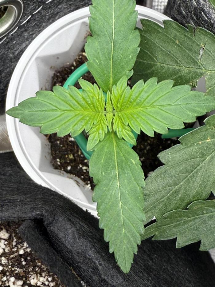 Cereal Milk. Week 1 - She seemed a little leggy so I supported her.