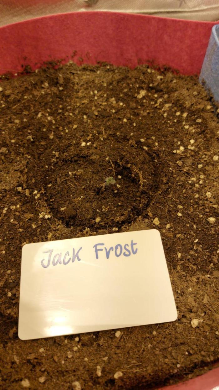 Jack Frost Widow Auto. Week 0 - Germinated