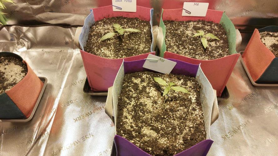 Auto M8 - Gea - 1. Week 1