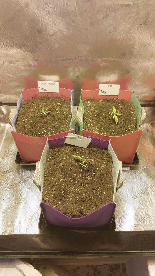 Auto M8 - Gea - 1. Week 1