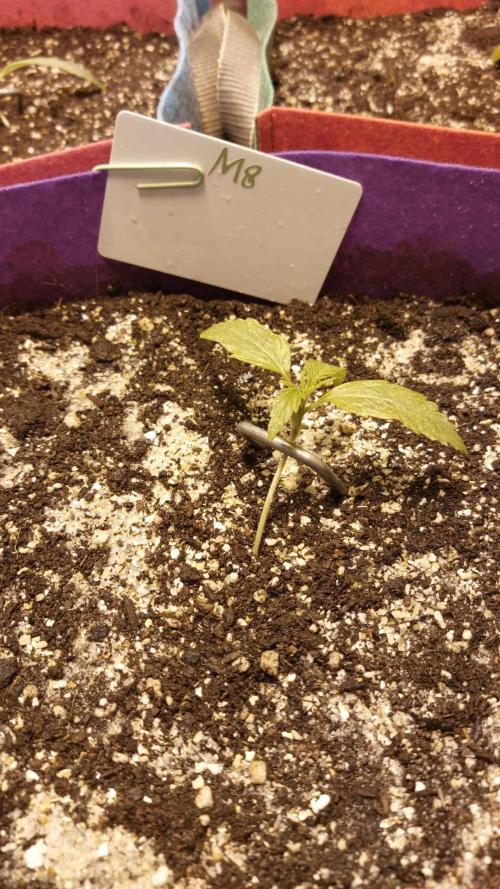 Auto M8 - Gea - 2. Week 1