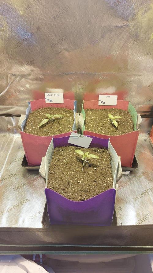 Auto M8 - Gea - 2. Week 1