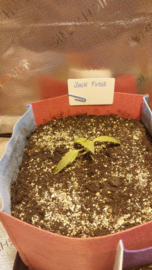 Jack Frost Widow Auto. Week 1