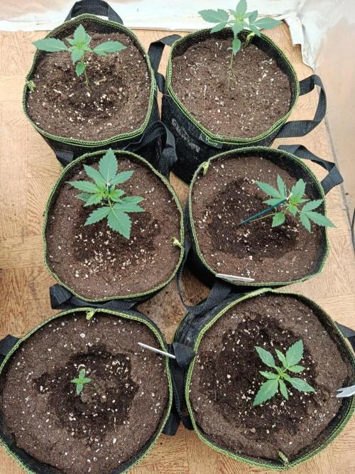 Testgrow Auto M8 S1 XXL. Week 3