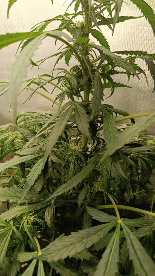 Testgrow Auto M8 S1 XXL. Week 8