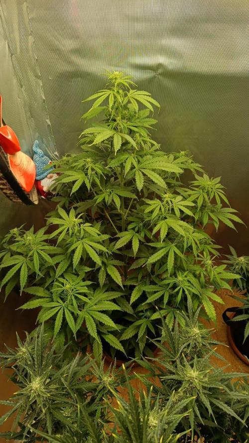 Testgrow Auto M8 S1 XXL. Week 8