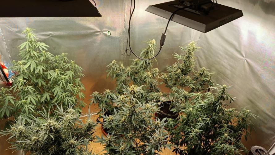 Testgrow Auto M8 S1 XXL. Week 10