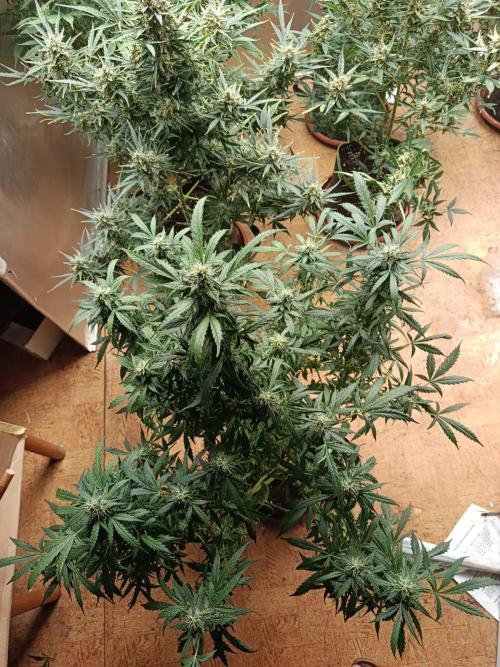 Testgrow Auto M8 S1 XXL. Week 10