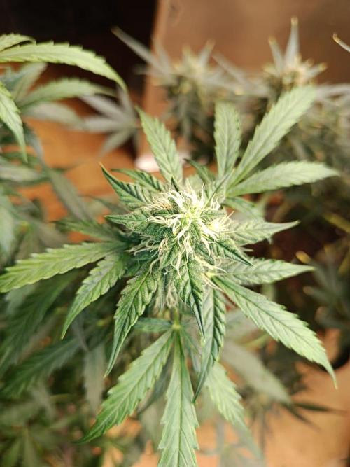 Testgrow Auto M8 S1 XXL. Week 10