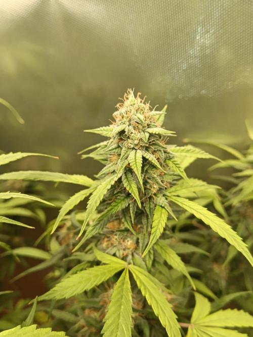 Testgrow Auto M8 S1 XXL. Week 12