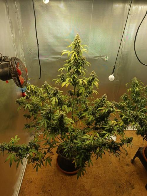 Testgrow Auto M8 S1 XXL. Week 14