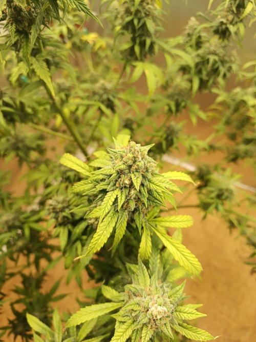 Testgrow Auto M8 S1 XXL. Week 14