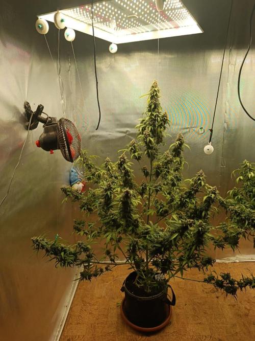 Testgrow Auto M8 S1 XXL. Week 14