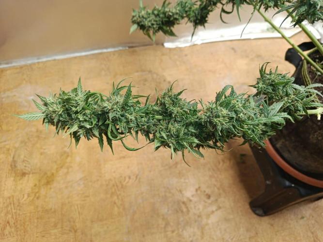 Testgrow Auto M8 S1 XXL. Week 14