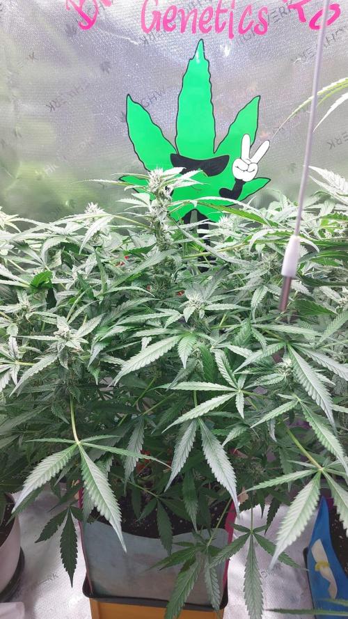Selecting Skywalker Haze Auto. Week 7