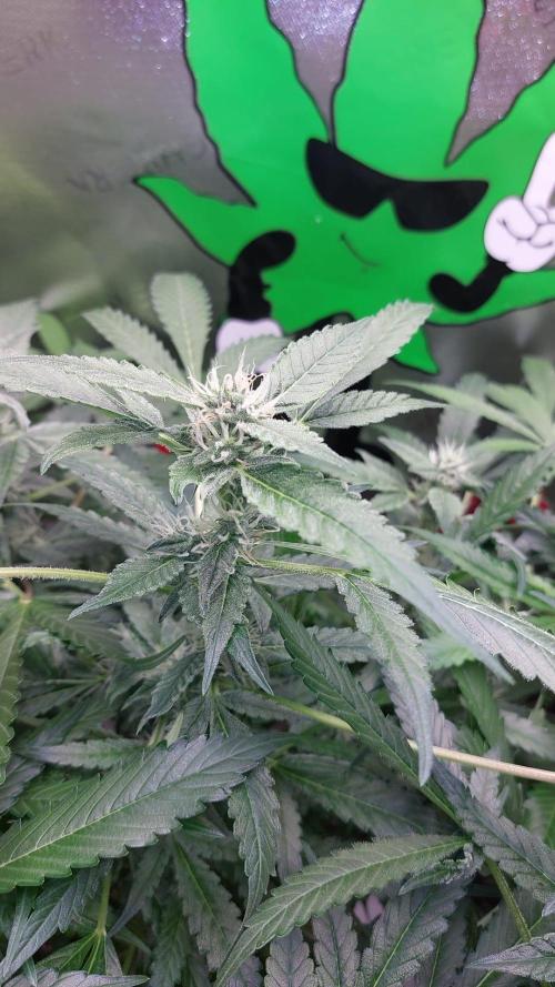 Selecting Skywalker Haze Auto. Week 7