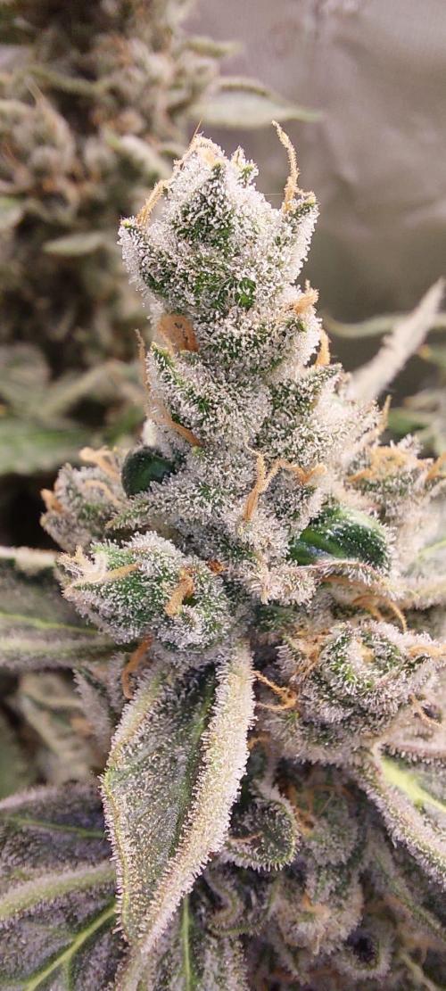 Selecting Skywalker Haze Auto. Week 10