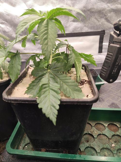 Sensi Seeds Samen Pflanze. Week 3