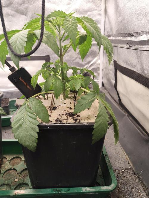 Sensi Seeds Samen Pflanze. Week 3