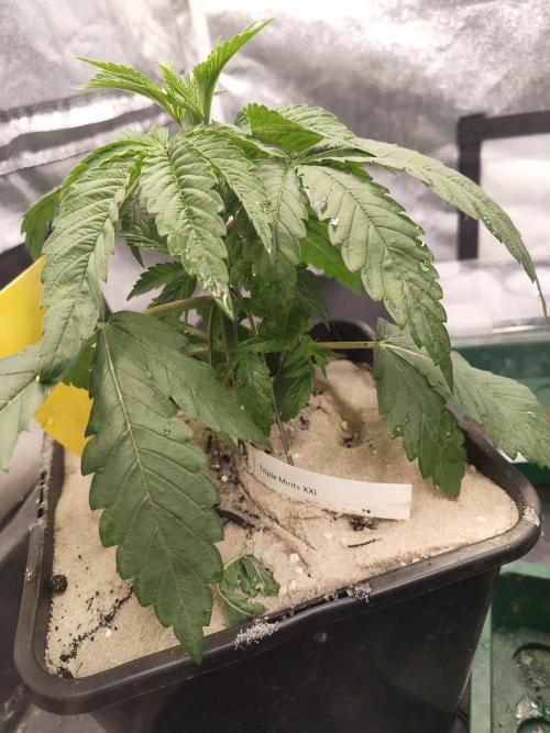 Sensi Seeds Samen Pflanze. Week 3
