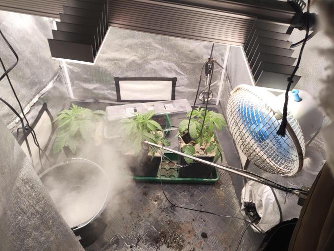 Sensi Seeds Samen Pflanze. Week 3