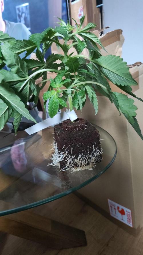 Sensi Seeds Samen Pflanze. Week 3 - Frisch geliefert 