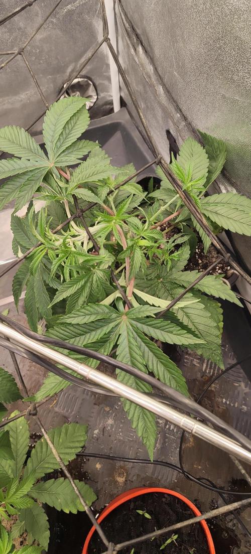 Sensi Seeds Samen Pflanze. Week 4