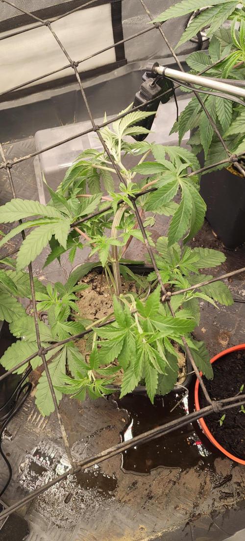 Sensi Seeds Samen Pflanze. Week 4