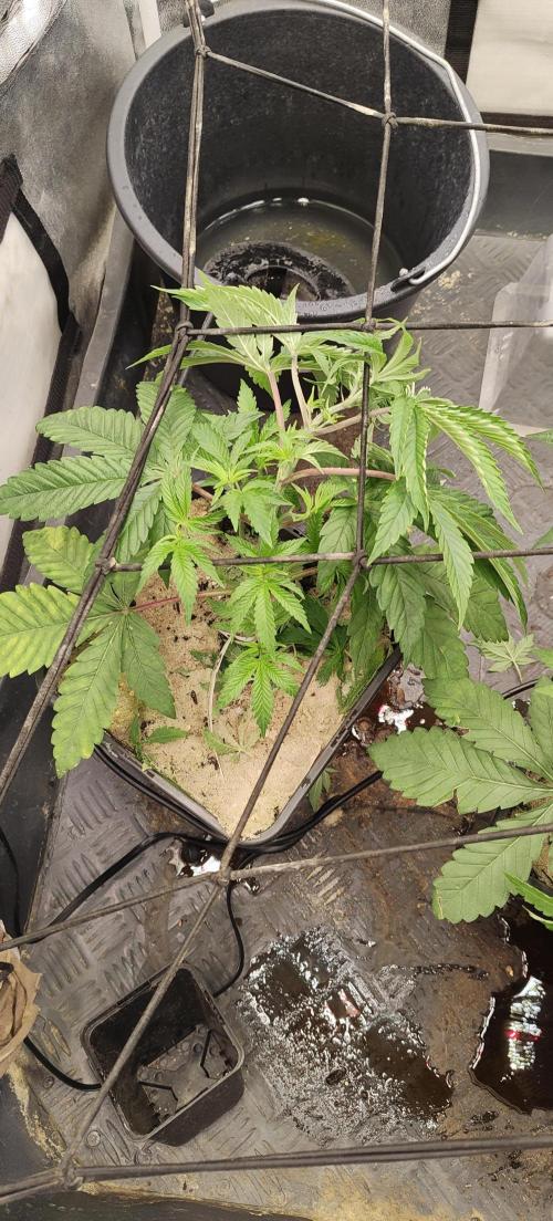 Sensi Seeds Samen Pflanze. Week 4