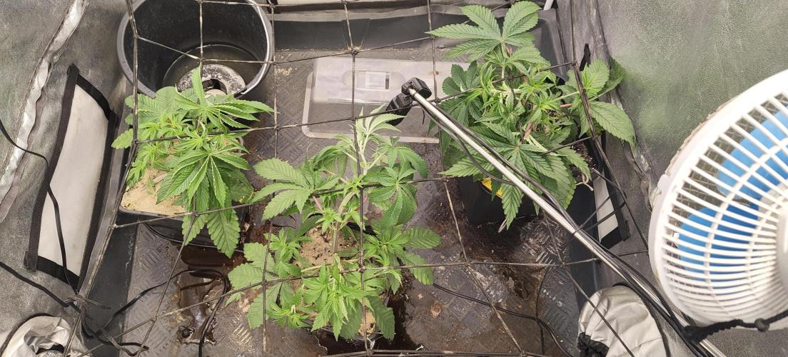Sensi Seeds Samen Pflanze. Week 4