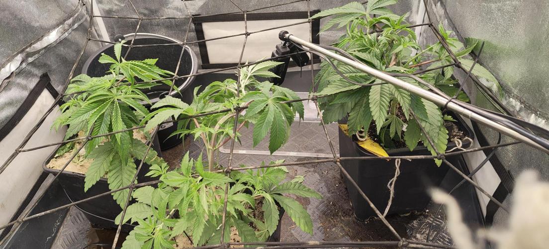 Sensi Seeds Samen Pflanze. Week 4