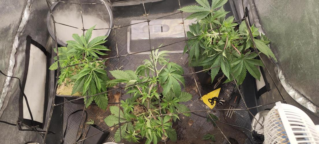 Sensi Seeds Samen Pflanze. Week 4