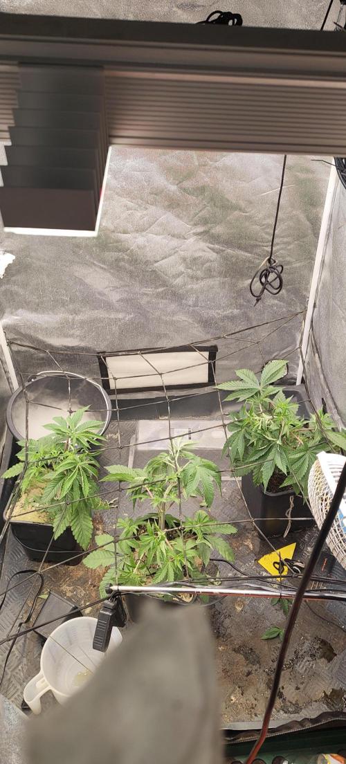 Sensi Seeds Samen Pflanze. Week 4