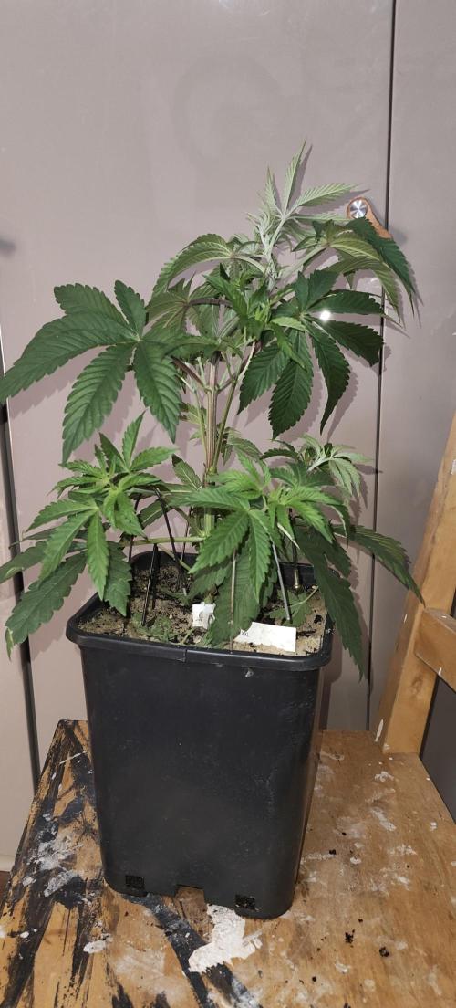 Sensi Seeds Samen Pflanze. Week 4
