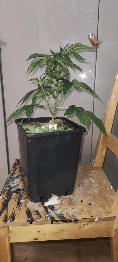 Sensi Seeds Samen Pflanze. Week 4