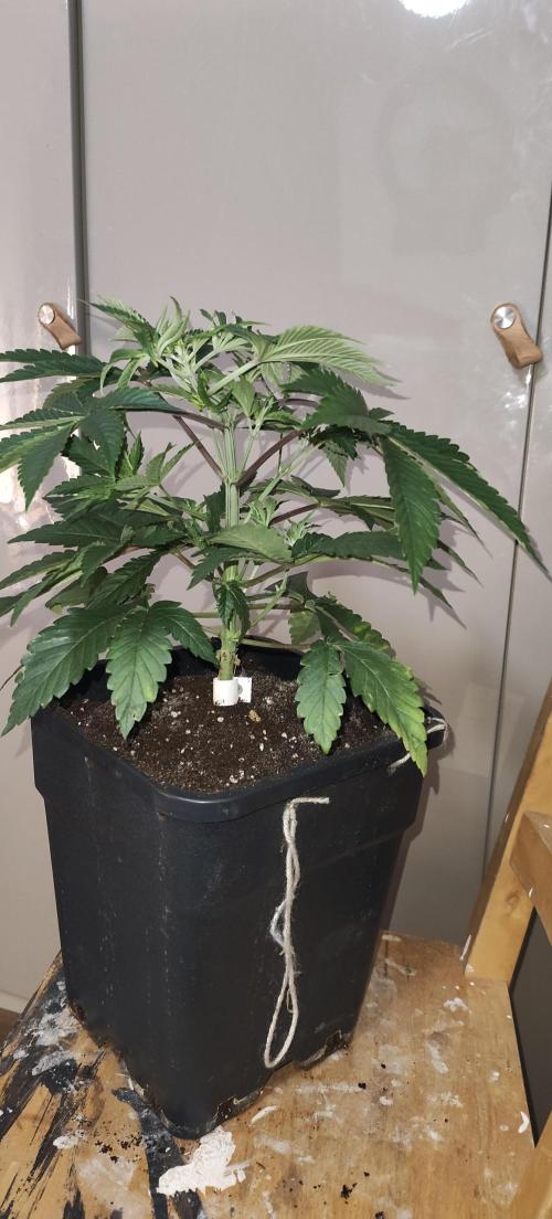 Sensi Seeds Samen Pflanze. Week 4
