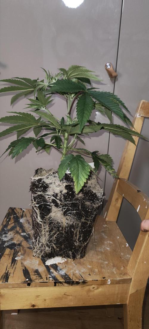 Sensi Seeds Samen Pflanze. Week 4